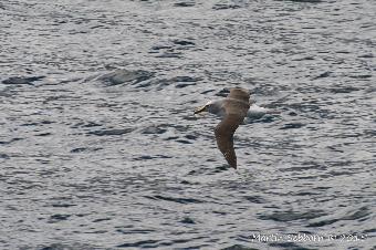 Bullers Albatross