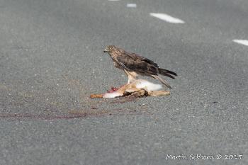 Swamp Harrier