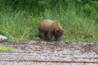 Grizzly!