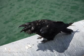 Raven