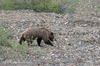 Young Grizzly!