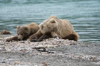 Mother and cub