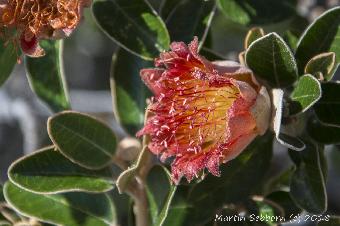 Wild flower