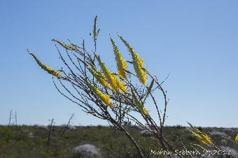 More wild flowers