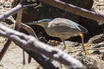 Heron