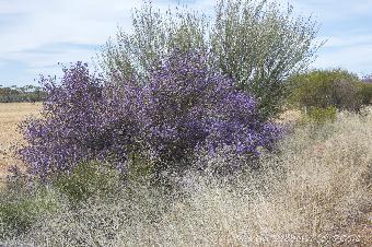 Wild flowers