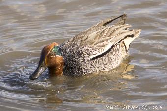 Teal - allegedly