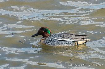 Teal