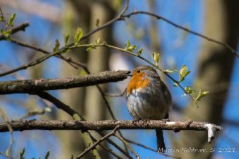 Robin!