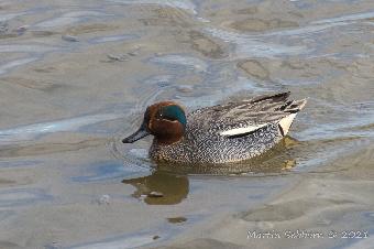 Teal